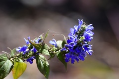 Salvia connivens