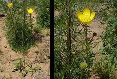 Ranunculus linearilobus