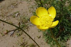 Ranunculus linearilobus