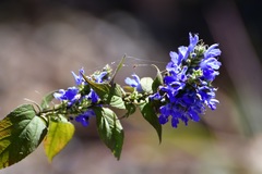 Salvia connivens