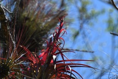 Tillandsia belloensis