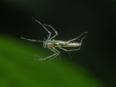 Oxyopes tenellus