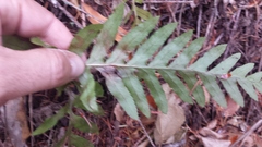 Polypodium glycyrrhiza