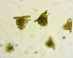 Vorticella campanula