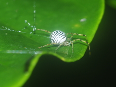 Theridion zonulatum