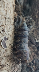 Lepidoptera