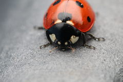 Coccinella septempunctata