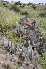Cleistocactus hyalacanthus