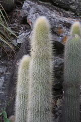 Cleistocactus hyalacanthus