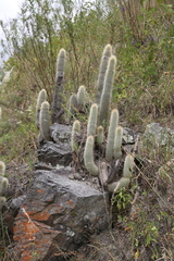Cleistocactus hyalacanthus