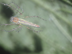 Oxyopes tenellus