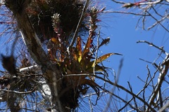 Tillandsia belloensis