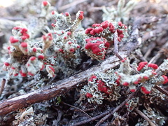 Cladonia coccifera