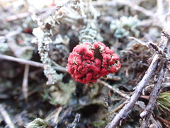 Cladonia coccifera