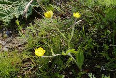 Ranunculus paucidentatus