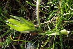 Ranunculus paucidentatus