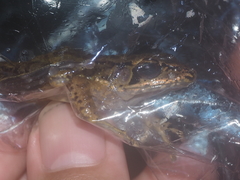 Wijayarana