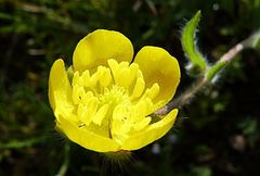Ranunculus paucidentatus