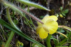 Ranunculus paucidentatus