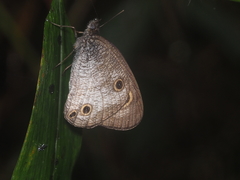 Ypthima pandocus