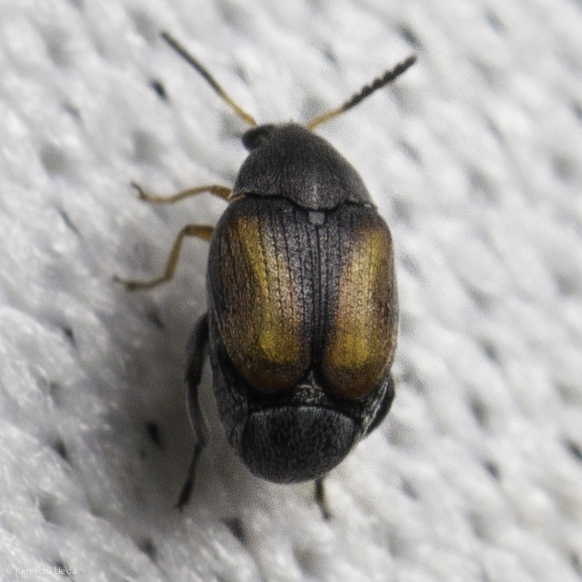 Leaf beetle