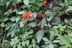 Seemannia nematanthodes