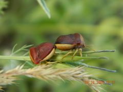 Ventocoris rusticus