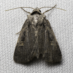 Adelphagrotis indeterminata