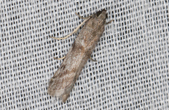 Cryptoblabes hemigypsa