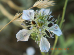 Nigella arvensis