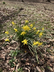 Narcissus × odorus
