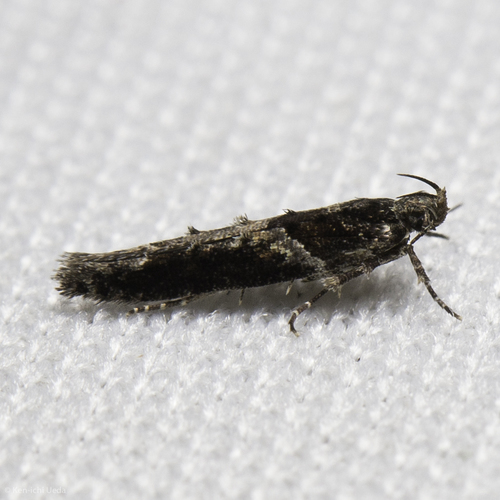 Telphusa sedulitella photo 2