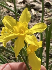 Narcissus × odorus