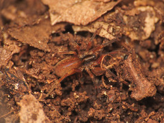 Scotina celans