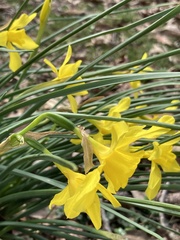 Narcissus × odorus