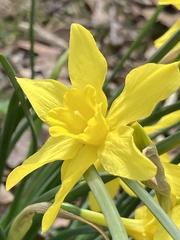 Narcissus × odorus