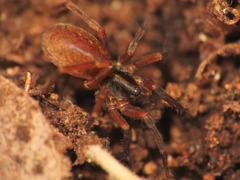 Scotina celans