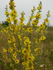 Verbascum chaixii