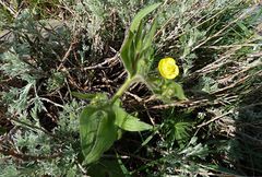 Ranunculus paucidentatus