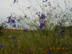 Delphinium consolida paniculatum