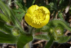 Ranunculus paucidentatus
