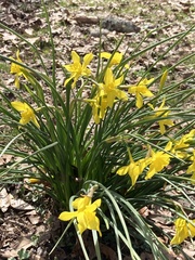 Narcissus × odorus