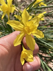 Narcissus × odorus