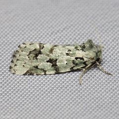 Bryolymnia viridata