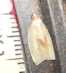 Sparganothis xanthoides