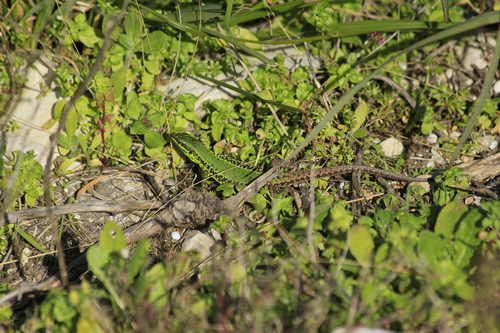 Sicilian Wall Lizard, Trapani, Sicily, IT, photo 2 of 10