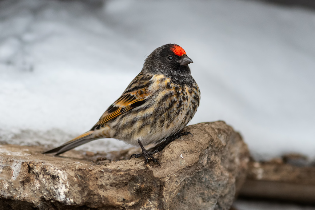 Typical Serins and Allies (Serinus) - Avian Discovery