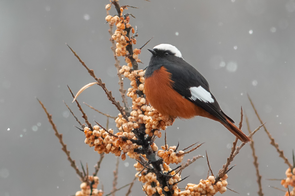 White-winged redstart