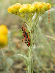 Rhynocoris