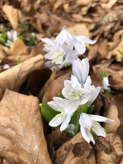 Scilla mischtschenkoana